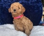 Small Photo #13 Goldendoodle (Miniature) Puppy For Sale in SAN FERNANDO, CA, USA