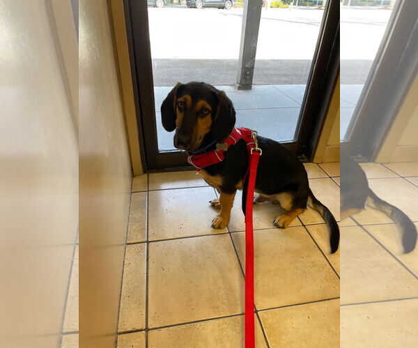 Medium Photo #4  Puppy For Sale in , 