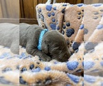 Small #3 Labrador Retriever