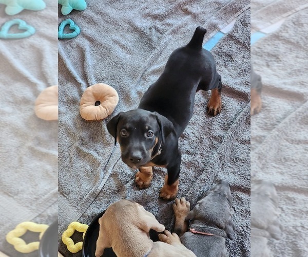 Medium Photo #7 Doberman Pinscher Puppy For Sale in CLINTON, OH, USA