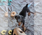 Small #6 Doberman Pinscher
