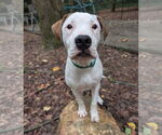 Small American Pit Bull Terrier Mix