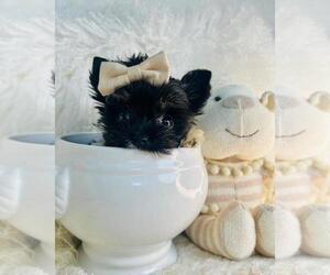 Medium Morkie
