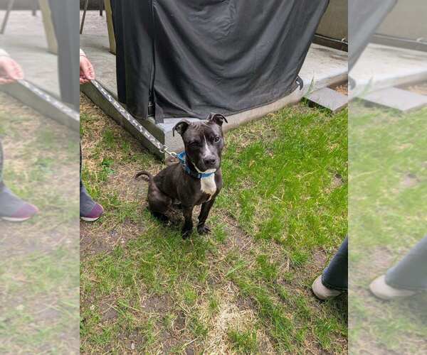 Medium Photo #3 Mutt Puppy For Sale in Caldwell, NJ, USA