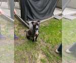 Small #2 Mutt