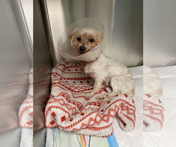 Medium Photo #9 Maltese Puppy For Sale in Spring, TX, USA