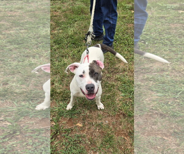 Medium Photo #7 Mutt Puppy For Sale in Rustburg, VA, USA