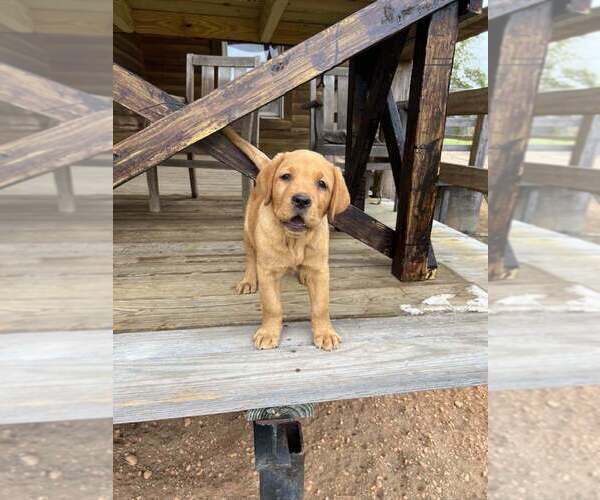 Medium Photo #1 Labrador Retriever Puppy For Sale in PINE HILL, AL, USA