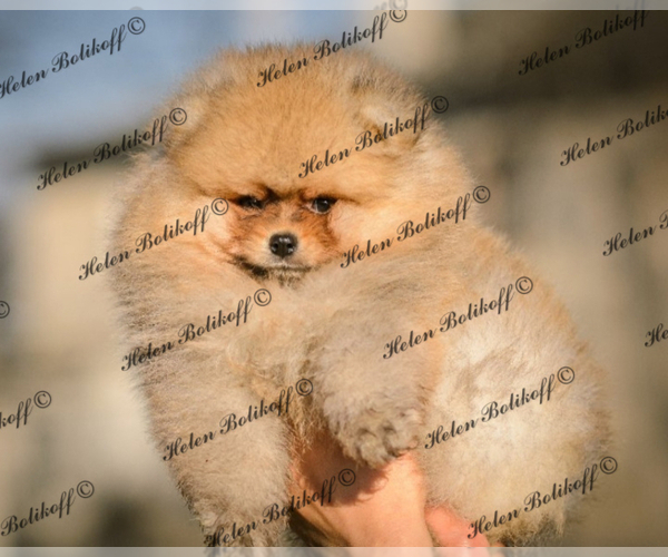 Medium Photo #3 Pomeranian Puppy For Sale in Chisinau, Chisinau Municipality, Moldova