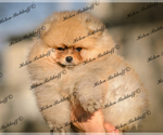 Small Photo #3 Pomeranian Puppy For Sale in Chisinau, Chisinau Municipality, Moldova