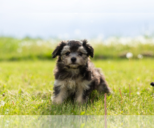 Maltese-Miniature Australian Shepherd Mix Dog for Adoption in WARSAW, Indiana USA