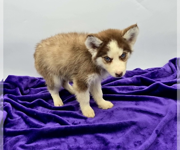 Medium Photo #3 Siberian Husky Puppy For Sale in SANDY HOOK, KY, USA