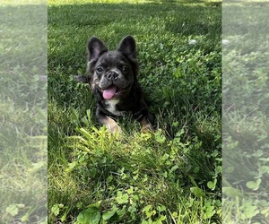 Father of the French Bulldog puppies born on 09/09/2026