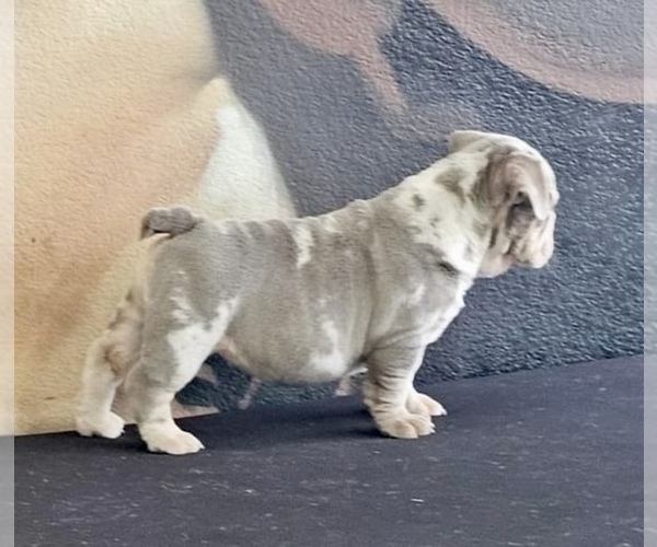 Medium Photo #5 English Bulldog Puppy For Sale in CHARLESTON, SC, USA