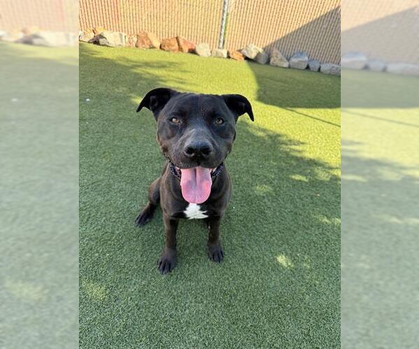 Medium Photo #2 Mutt Puppy For Sale in Chula Vista, CA, USA