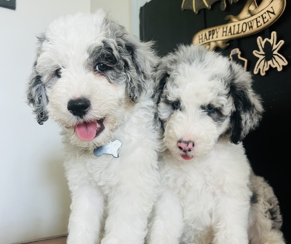 Medium Photo #3 Sheepadoodle Puppy For Sale in HUNTINGTON BEACH, CA, USA