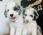 Small #2 Sheepadoodle