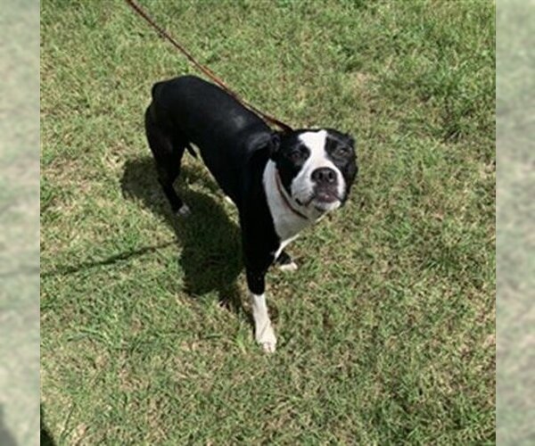Medium Photo #1 Boston Terrier-Staffordshire Bull Terrier Mix Puppy For Sale in Green Cove Springs, FL, USA