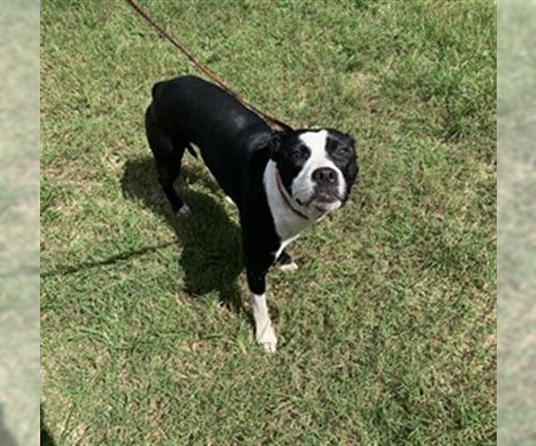 Medium Photo #1 Boston Terrier-Staffordshire Bull Terrier Mix Puppy For Sale in Green Cove Springs, FL, USA
