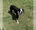 Small Photo #1 Boston Terrier-Staffordshire Bull Terrier Mix Puppy For Sale in Green Cove Springs, FL, USA