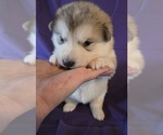 Small #2 Alaskan Malamute