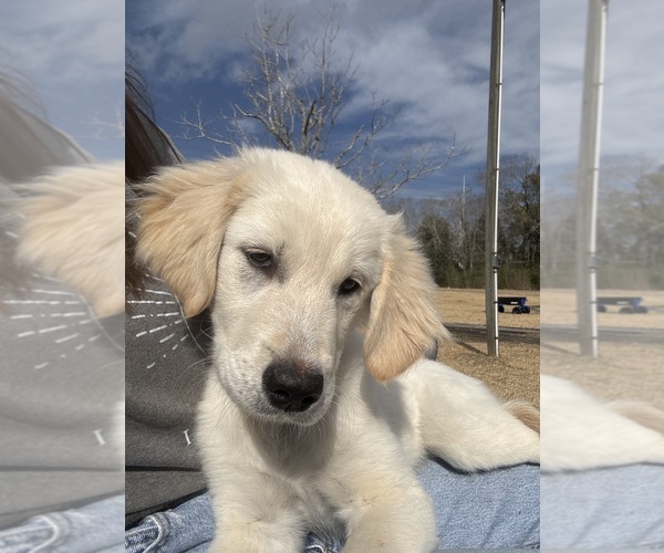 Medium Photo #1 Golden Pyrenees Puppy For Sale in ALVIN, TX, USA