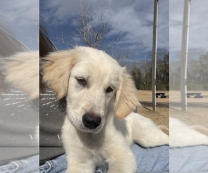 Medium Golden Pyrenees