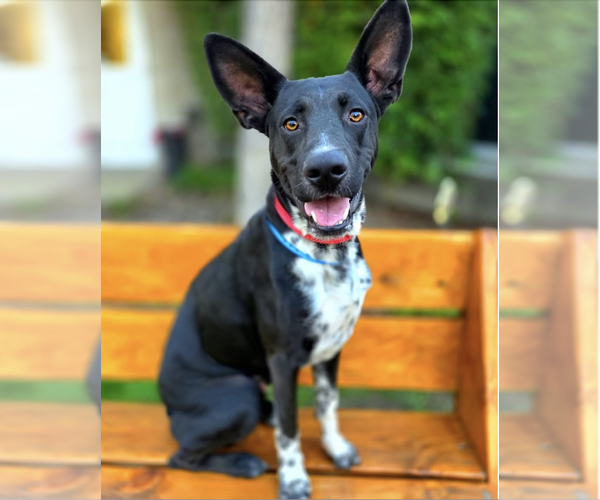 Medium Photo #5 Labrador Retriever-Unknown Mix Puppy For Sale in Newport Beach, CA, USA