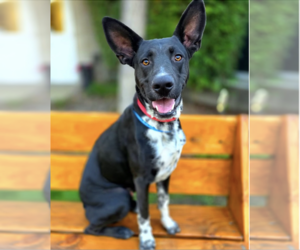 Disco Cowboy - courtesy post - Male Labrador Retriever-Unknown Mix Dog for Adoption - Photo #5