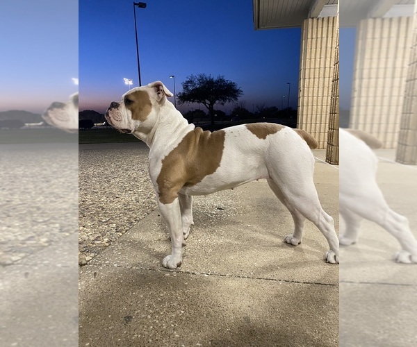 Medium Photo #16 Olde English Bulldogge Puppy For Sale in BRYAN, TX, USA