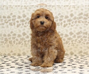 Cavapoo Puppy for sale in DENVER, PA, USA