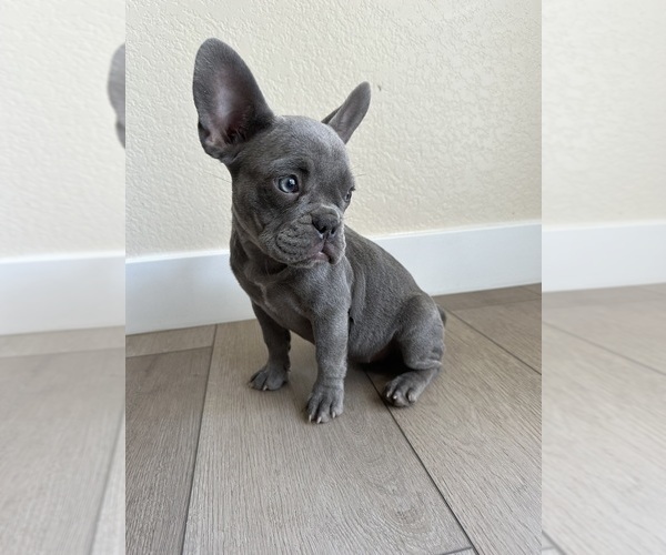 Medium Photo #5 French Bulldog Puppy For Sale in BAKERSFIELD, CA, USA