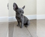 Small #4 French Bulldog