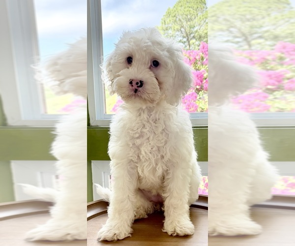 Medium Photo #10 Australian Labradoodle Puppy For Sale in WASH, NC, USA