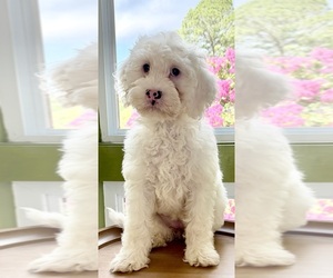 Medium Australian Labradoodle