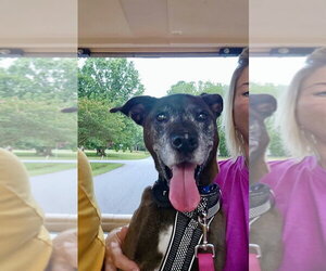 Mini - Female Plott Hound-Unknown Mix Dog for Adoption - Photo #2