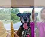 Small #1 Plott Hound Mix