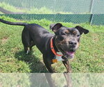 Small Staffordshire Bull Terrier