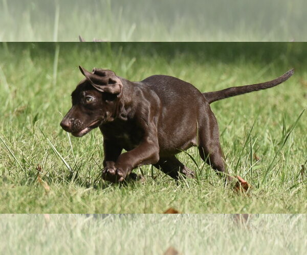 Medium Photo #11 Chocolate Labrador retriever-Pointer Mix Puppy For Sale in Mechanicsburg, PA, USA