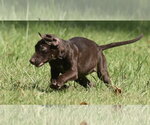 Small Photo #11 Chocolate Labrador retriever-Pointer Mix Puppy For Sale in Mechanicsburg, PA, USA