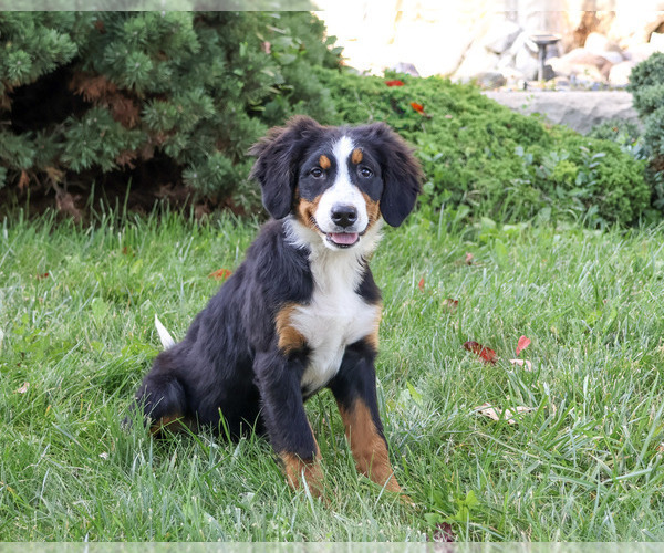 Medium Photo #3 Bernese Mountain Dog Puppy For Sale in SYRACUSE, IN, USA