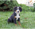 Liberty - Female Bernese Mountain Dog Puppy for Sale - Photo #3