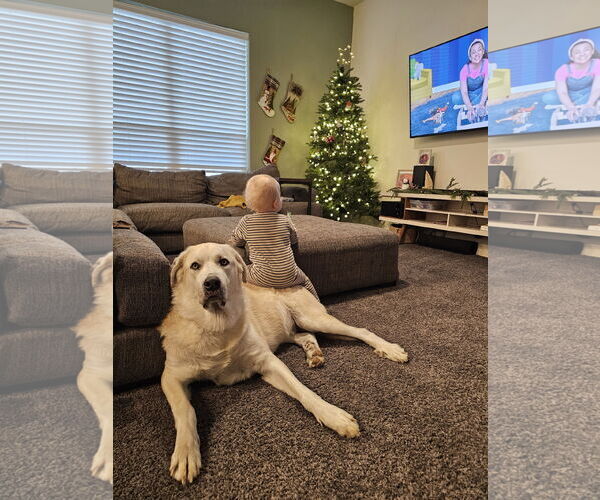 Medium Photo #2 Great Pyrenees-Unknown Mix Puppy For Sale in Fort Collins, CO, USA