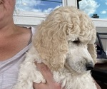 Puppy Beau Poodle (Standard)
