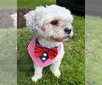 Small #2 ShihPoo