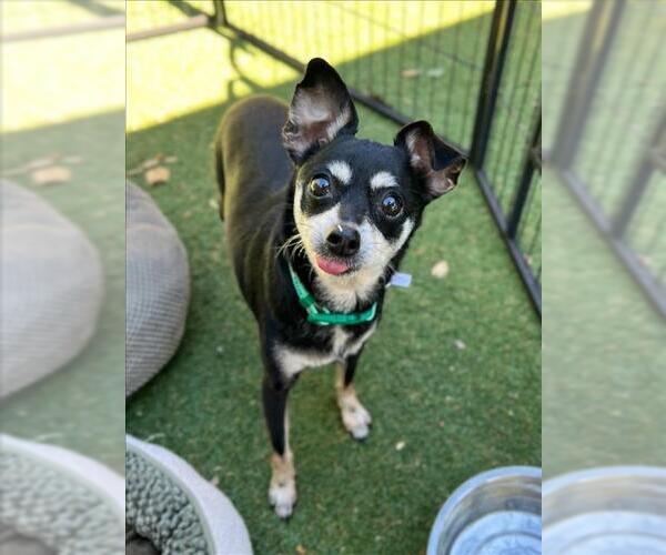 Medium Photo #1 Miniature Pinscher-Unknown Mix Puppy For Sale in Woodland, CA, USA