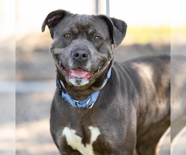 Medium Photo #4 Bullypit Puppy For Sale in Camarillo, CA, USA