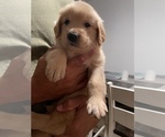 Small Photo #13 Golden Retriever Puppy For Sale in CLEARWATER, FL, USA
