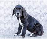 Small #7 Great Dane