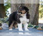 Small #2 Australian Shepherd